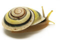 Chloraea fibula adult